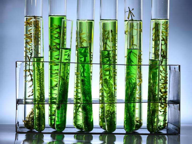 藻類生物燃料市場預測見證可持續